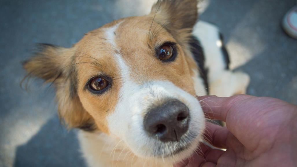 ¡Adopta un lomito! Control Canino en Torreón organiza Open House de adopciones