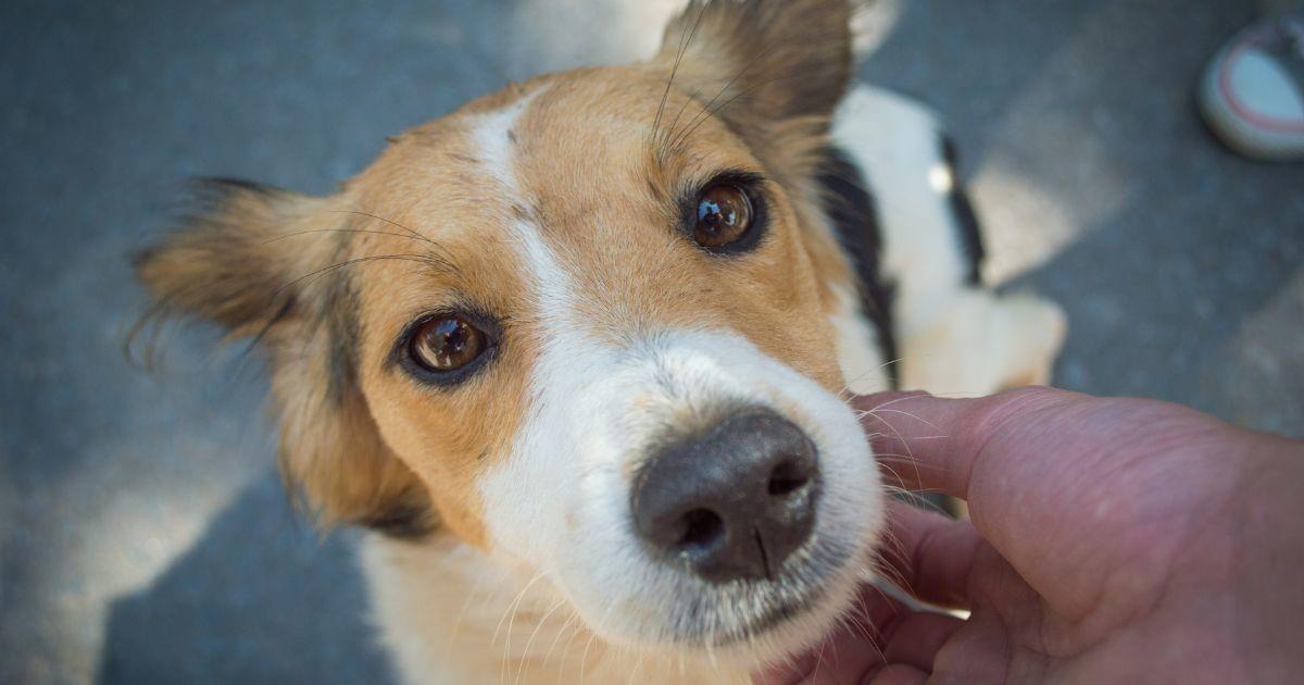 Llaman a adoptar a un perrito en el Centro de Control Canino en Torreón.  (Fotografía: Canva)