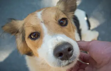 ¡Adopta un lomito! Control Canino en Torreón organiza Open House de adopciones