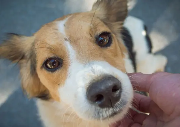 ¡Adopta un lomito! Control Canino en Torreón organiza Open House de adopciones