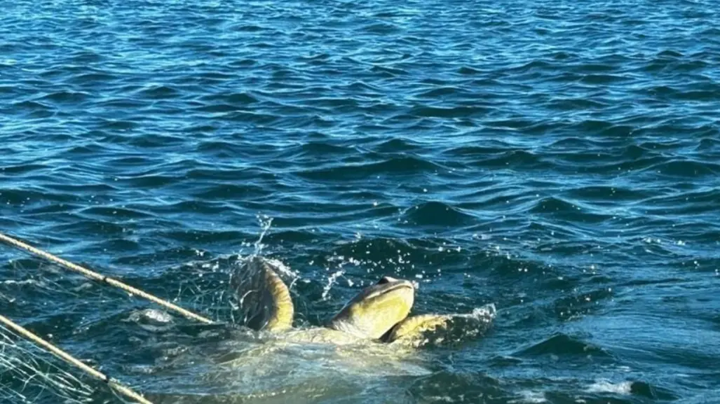 Liberan especies marinas en peligro de extinción en BCS