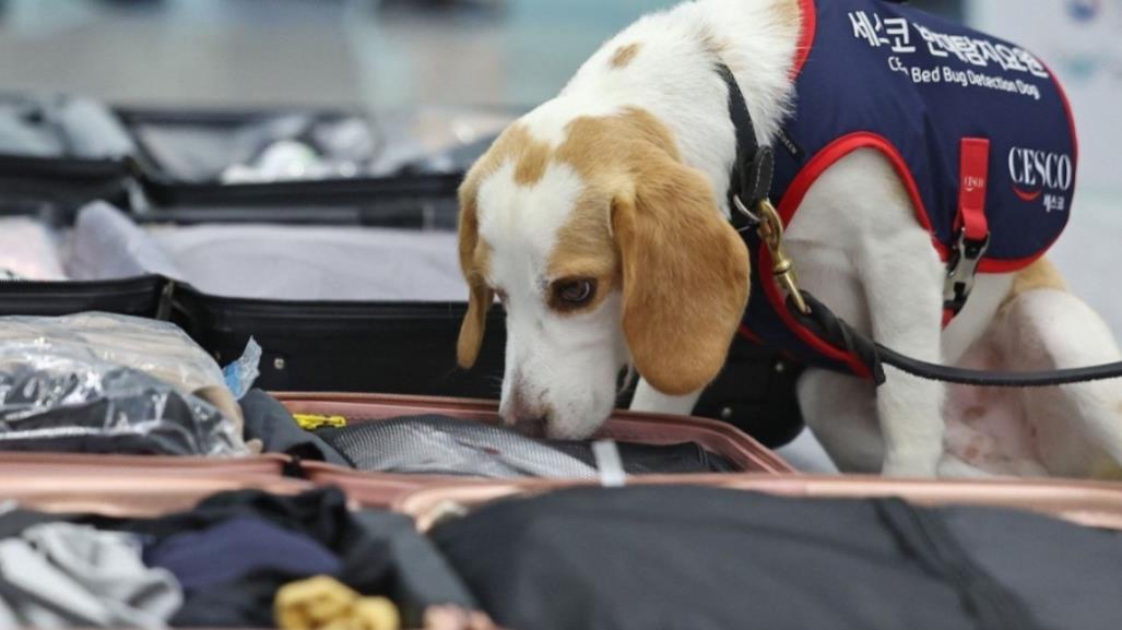 ¡Así no pasan! Perro detector para evitar plagas en Corea del Sur