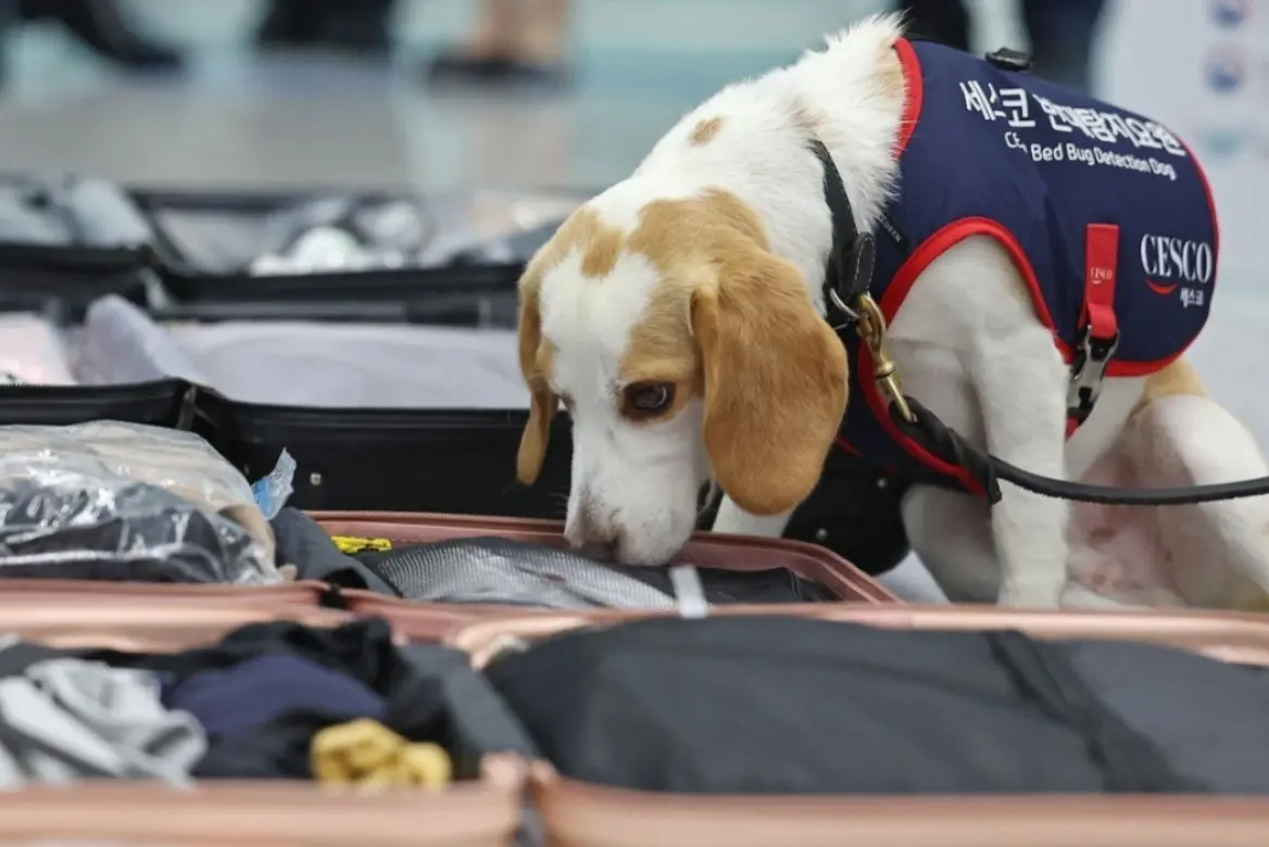 El perro Ceco llevando a cabo la inspección del equipaje a los atletas que ingresan al país. Foto: 24 Horas.