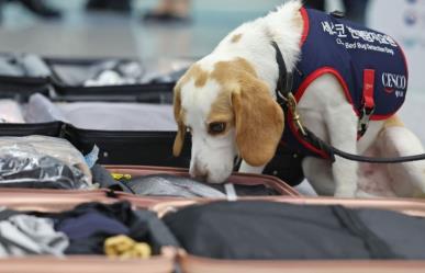 ¡Así no pasan! Perro detector para evitar plagas en Corea del Sur