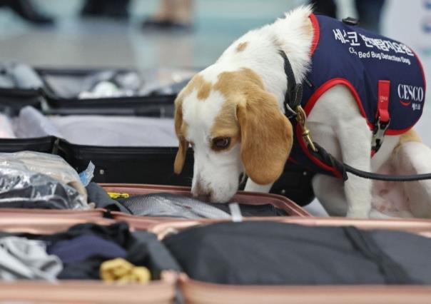 ¡Así no pasan! Perro detector para evitar plagas en Corea del Sur