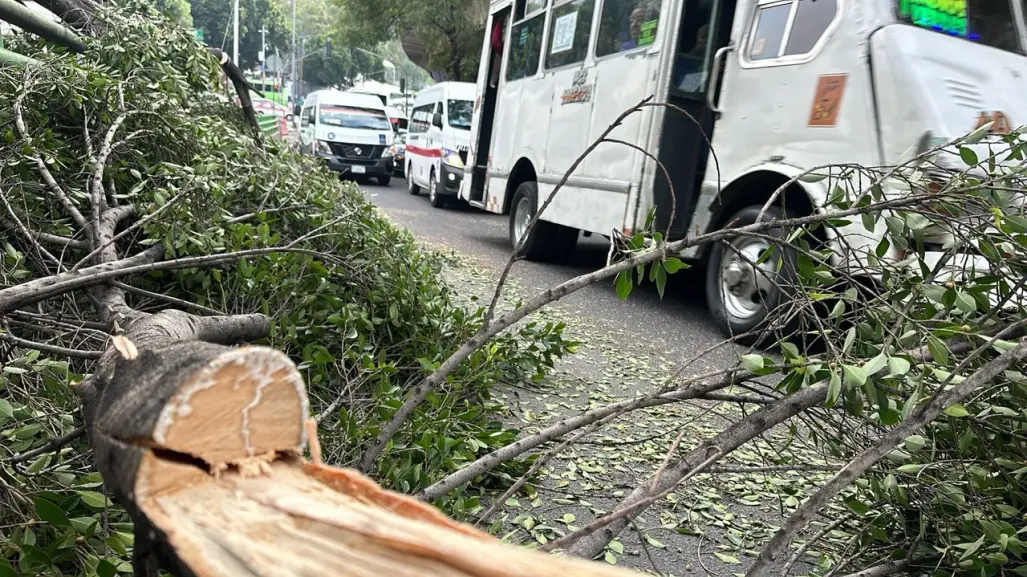 Se parte árbol de 12 metros de alto y cae sobre Insurgentes