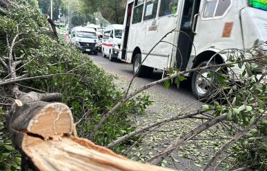 Se parte árbol de 12 metros de alto y cae sobre Insurgentes