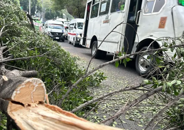 Se parte árbol de 12 metros de alto y cae sobre Insurgentes