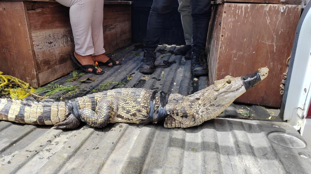 Atrapan a un enorme cocodrilo en el patio de una casa en Motul