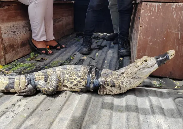 Atrapan a un enorme cocodrilo en el patio de una casa en Motul