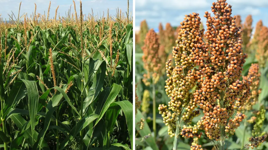 Impulsa Tamaulipas siembra de sorgo y maíz con entrega de semilla a productores