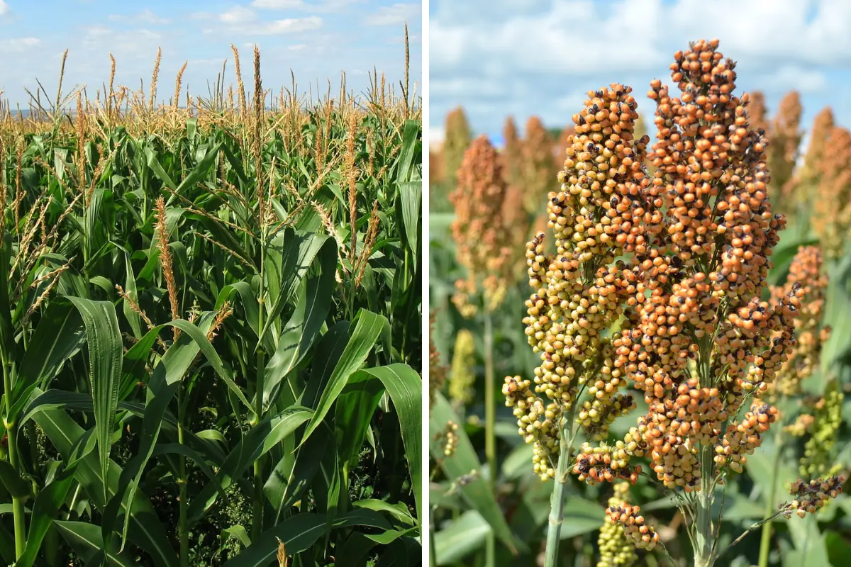 El sorgo y el maíz son los principales cultivos en el estado de Tamaulipas. Foto: Carlos García