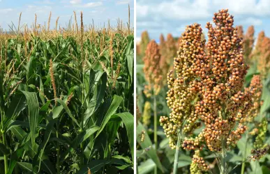 Impulsa Tamaulipas siembra de sorgo y maíz con entrega de semilla a productores