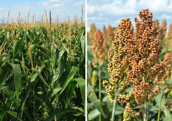 Impulsa Tamaulipas siembra de sorgo y maíz con entrega de semilla a productores