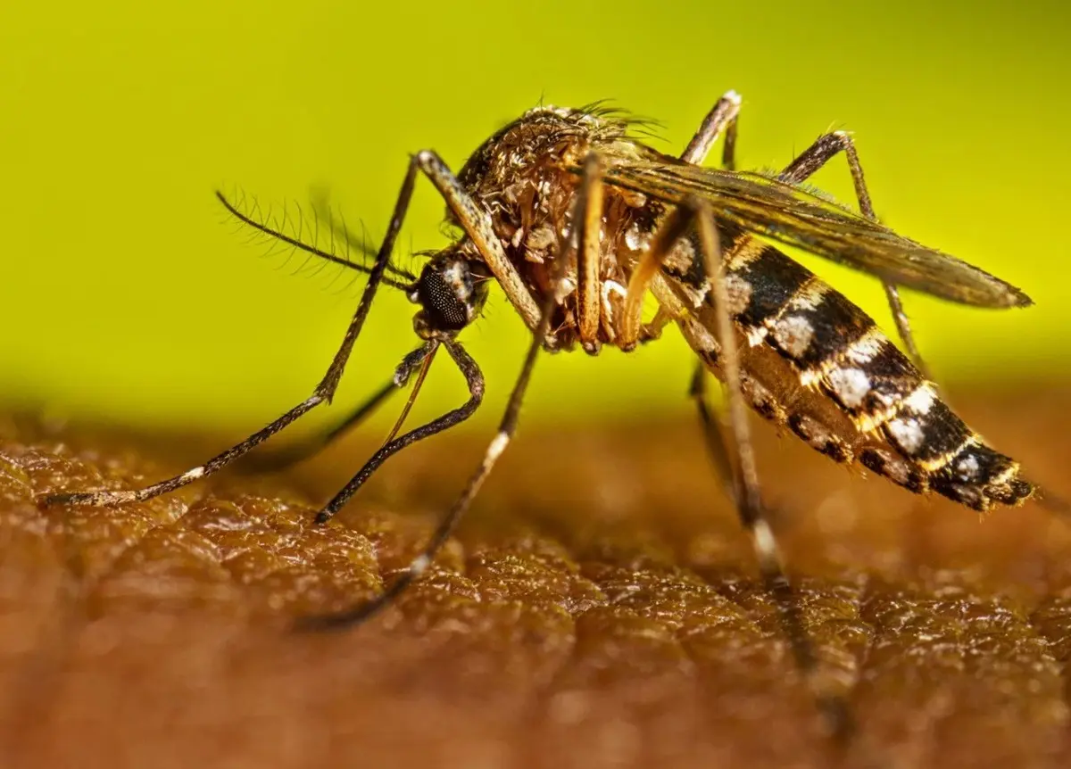 El Aedes aegypti, ? más conocido como el mosquito del dengue, mosquito momia o mosquito de la fiebre amarilla, es un mosquito que puede ser portador del virus del dengue y de la fiebre amarilla, así como de otras enfermedades, como la chikunguña, la fiebre