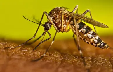 Dengue: Signos de alarma y qué debes saber sobre esta enfermedad