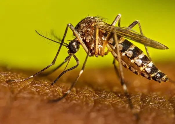 Dengue: Signos de alarma y qué debes saber sobre esta enfermedad