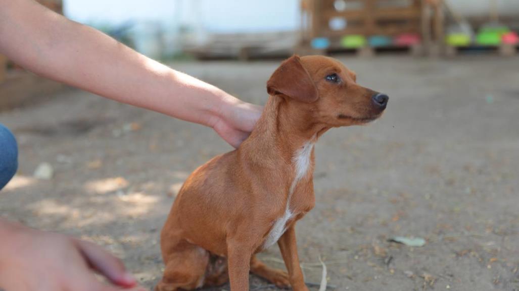 Refuerzan multas por maltrato animal y concientizan sobre su cuidado