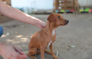 Refuerzan multas por maltrato animal y concientizan sobre su cuidado