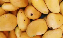 ¿Qué son las manchas negras en los mangos?