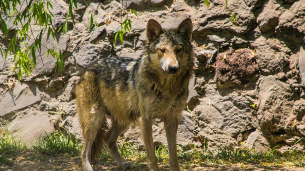 ¡En peligro de extinción! Preservan lobo gris mexicano en Edomex