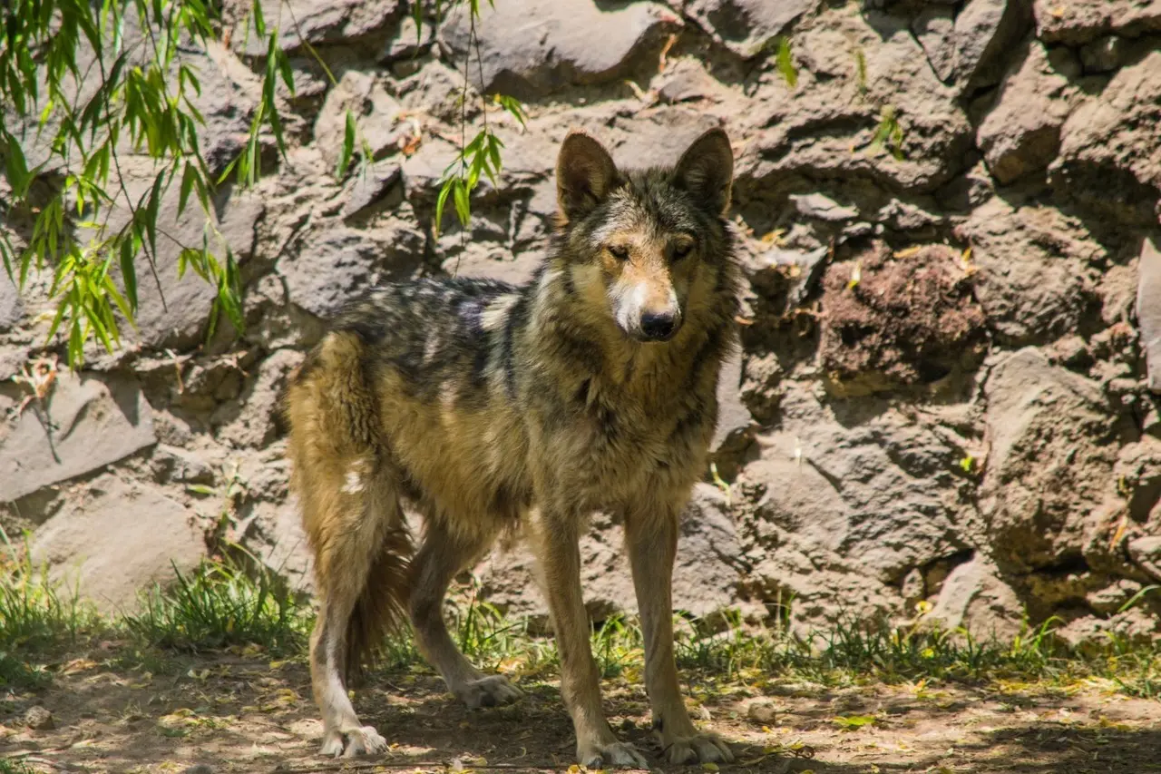 En el Estado de México albergan 24 lobos grises mexicanos. Imagen: GEM