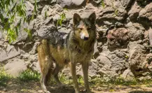 ¡En peligro de extinción! Preservan lobo gris mexicano en Edomex