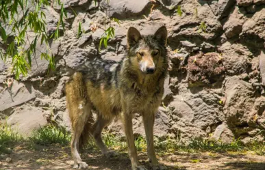 ¡En peligro de extinción! Preservan lobo gris mexicano en Edomex