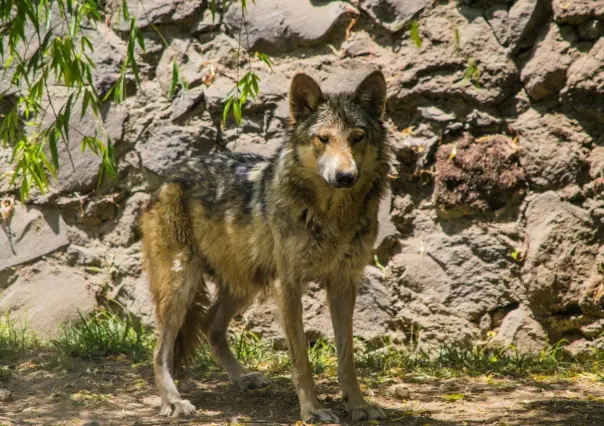 ¡En peligro de extinción! Preservan lobo gris mexicano en Edomex