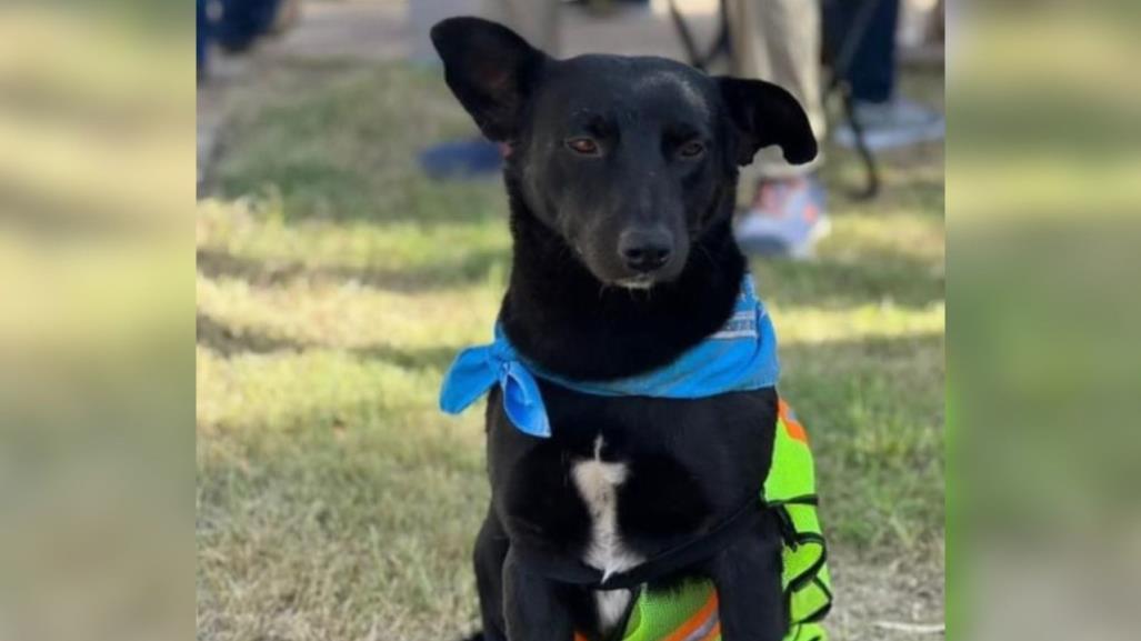 Perrito sin dueño camina junto a peregrinación desde Durango hasta Zacatecas