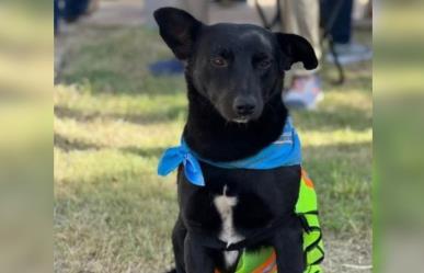 Perrito sin dueño camina junto a peregrinación desde Durango hasta Zacatecas