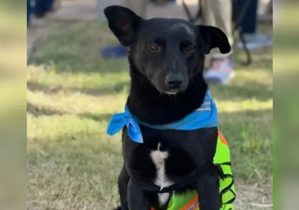 Perrito sin dueño camina junto a peregrinación desde Durango hasta Zacatecas