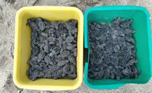 Inicia temporada alta de anidación de tortuga marina en Los Cabos