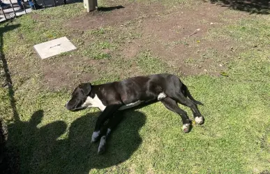 Perritos son llevados a una muerte segura