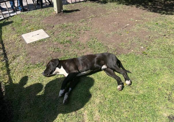 Perritos son llevados a una muerte segura