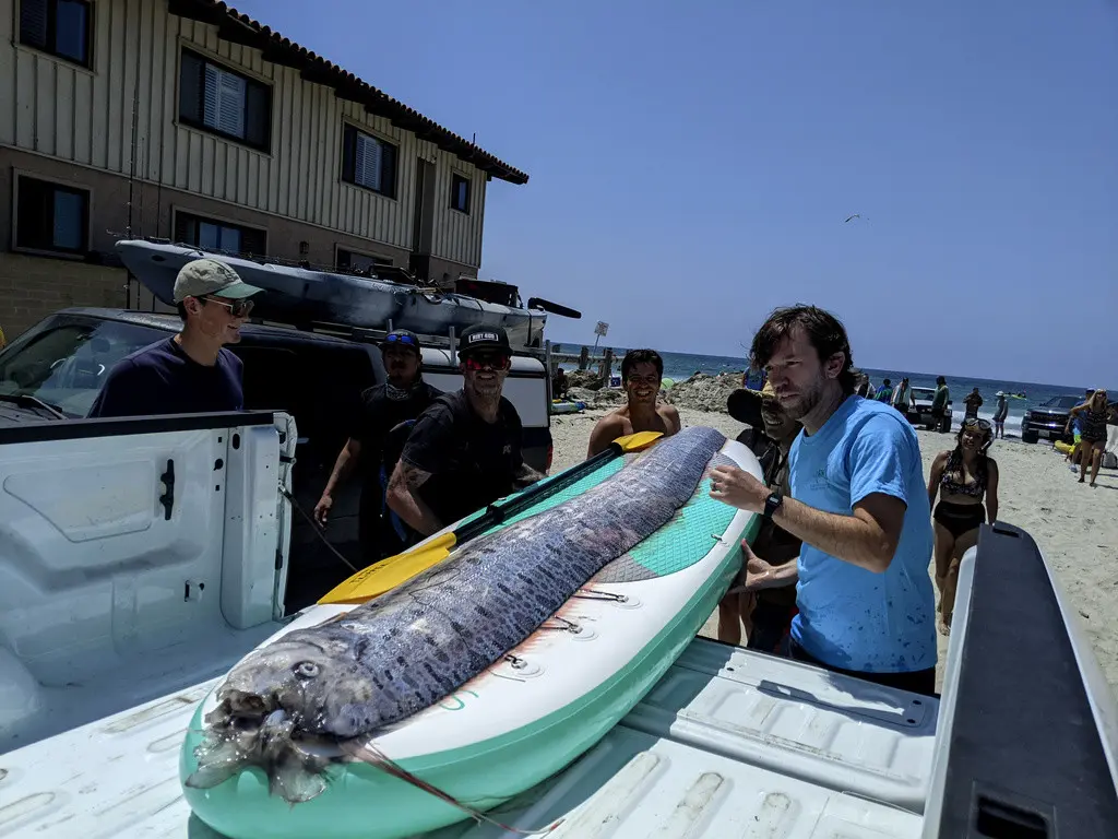 Esta imagen proporcionada por el Instituto Scripps de Oceanografía muestra a un equipo de investigadores y aficionados al esnórquel que trabajan juntos para recuperar a un pez remo muerto, el sábado 10 de agosto de 2024, en La Jolla Cove, California. (Mich