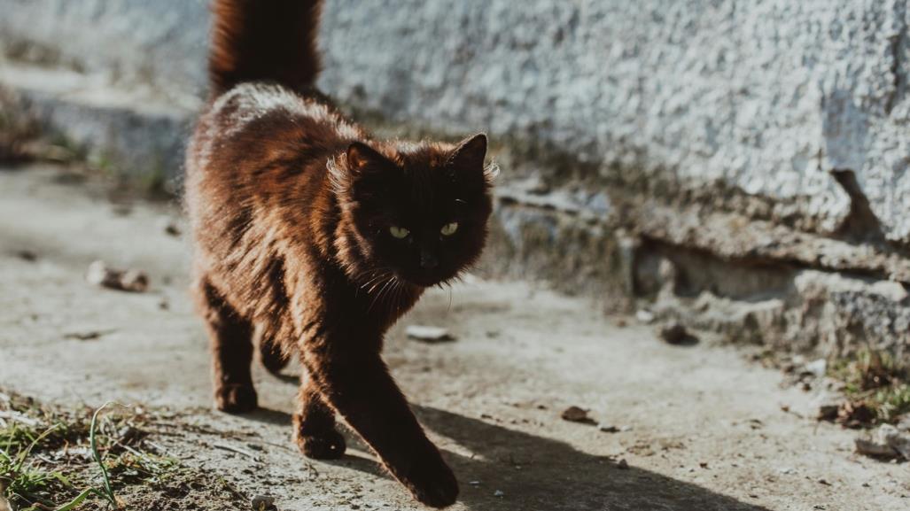 Atropellan a mascota y no se detiene