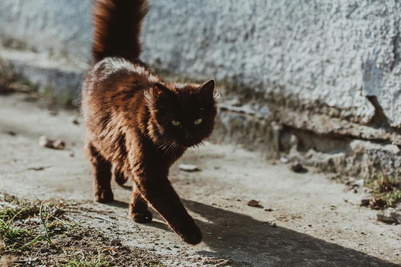 Gato es atropellado, nadie le presta auxilio. Foto: Especial.