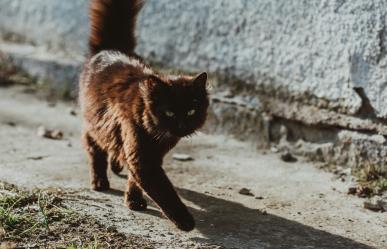 Atropellan a mascota y no se detiene