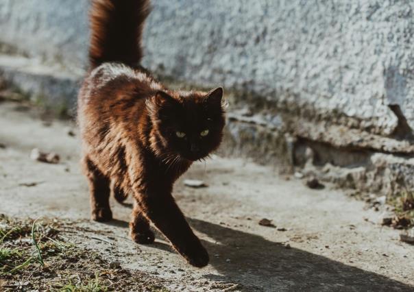 Atropellan a mascota y no se detiene