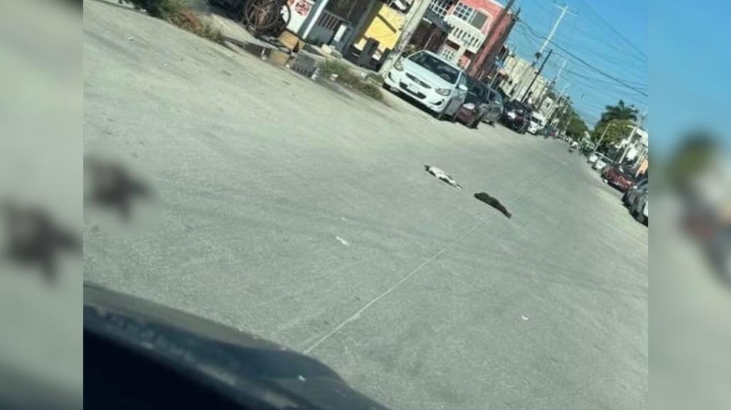 Vecinos de Progreso denuncian envenenamiento masivo de gatos