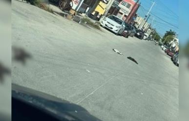 Vecinos de Progreso denuncian envenenamiento masivo de gatos