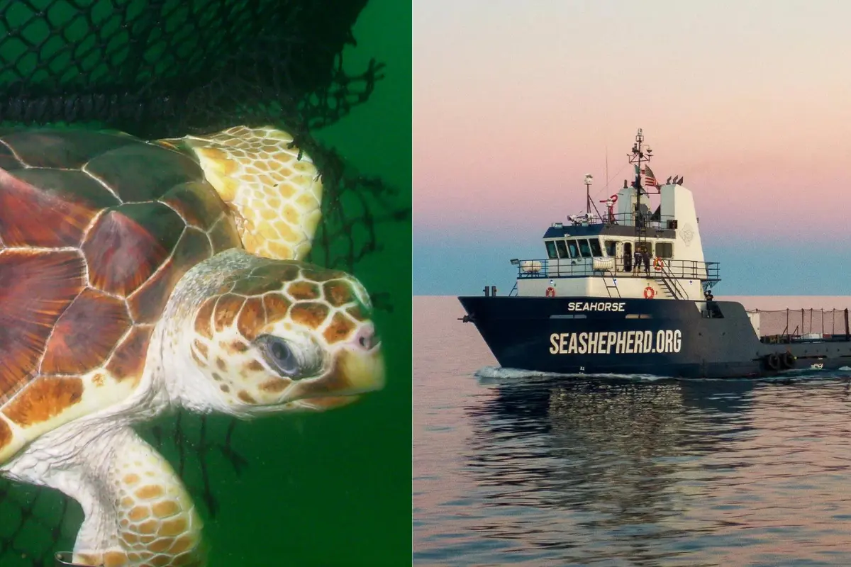 Se busca una solución sostenible para la conservación de la tortuga amarilla en el Golfo de Ulloa. Foto cortesía Gobierno de México / Sea Shepherd