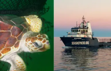 Sea Shepherd no realizará investigaciones de tortuga amarilla en México