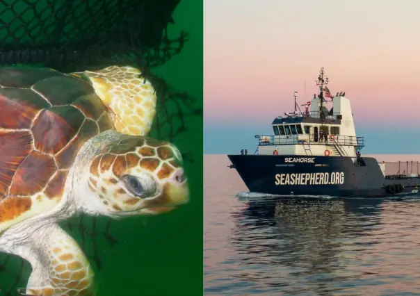 Sea Shepherd no realizará investigaciones de tortuga amarilla en México