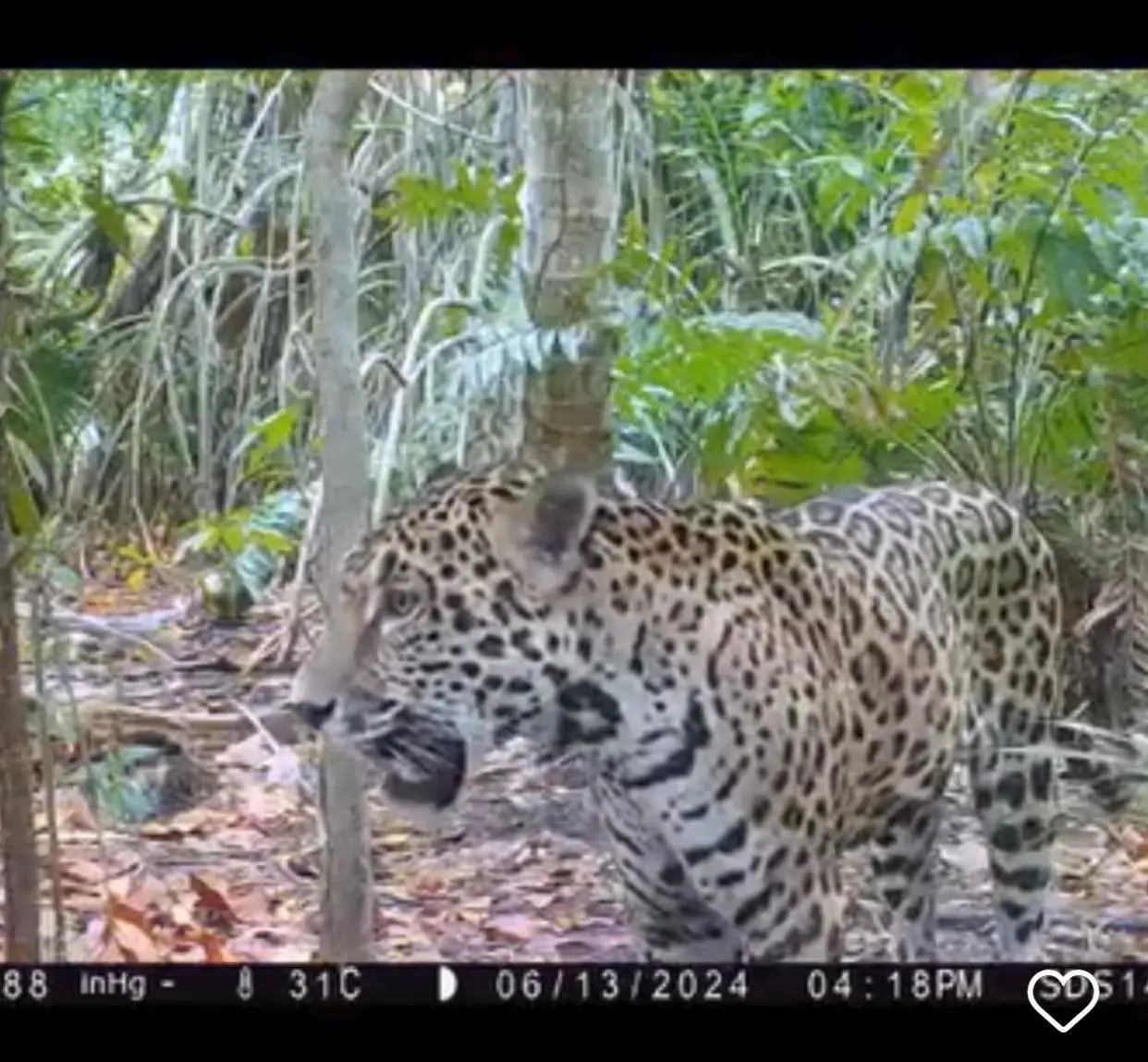 Jaguar localizado en la Reserva de Dzilam Bravo. Foto: Redes sociales