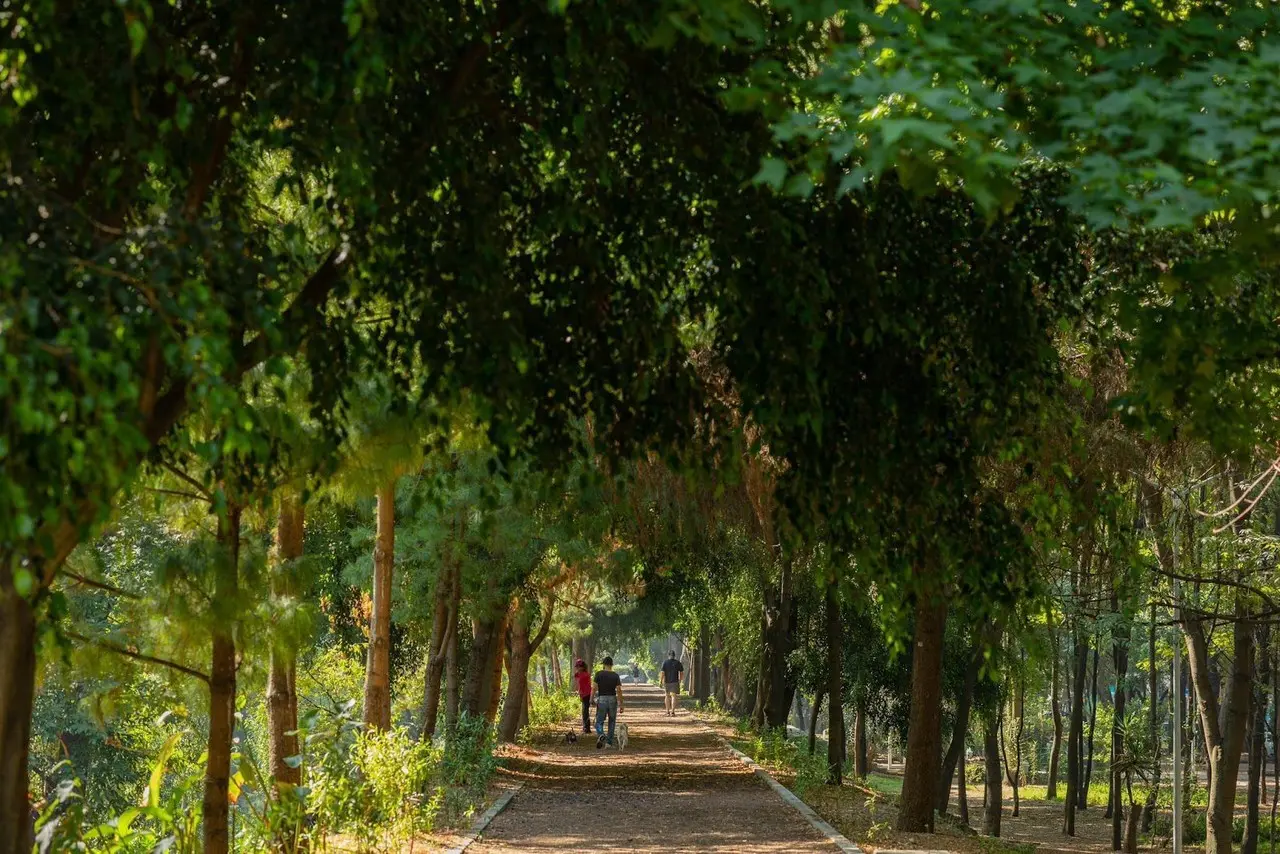 Bosque. Foto: @SEDEMA_CDMX