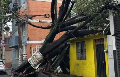 Árbol cae sobre casa y daña barda y techumbre en la Benito Juárez