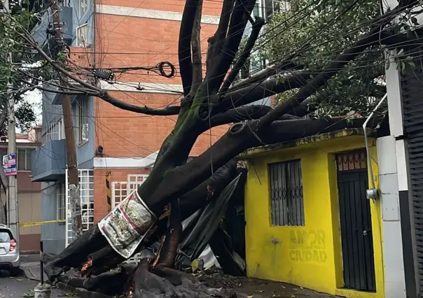 Árbol cae sobre casa y daña barda y techumbre en la Benito Juárez