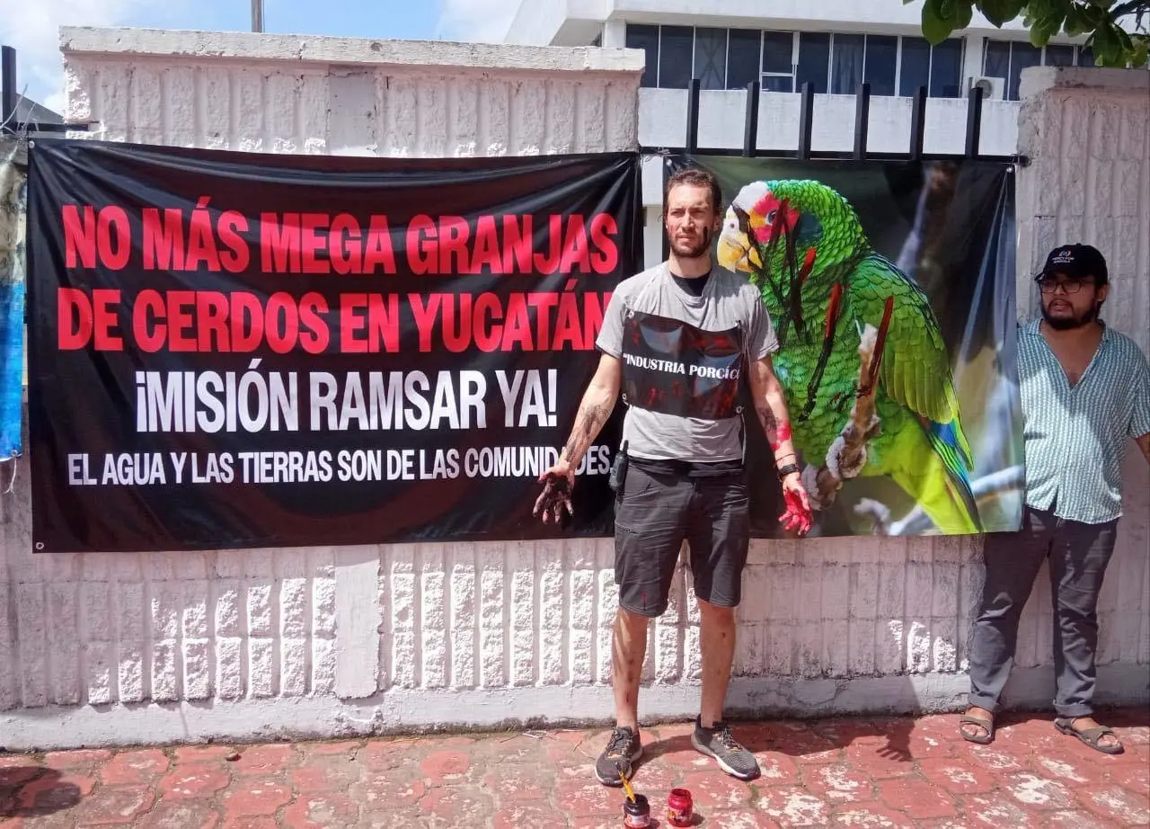 La mañana de este viernes un grupo de manifestantes pertenecientes a la organización Mercy for Animals protestó frente a las oficinas de la Semarnat contra las mega granjas porcícolas instaladas en varias localidades de Yucatán.- foto de redes sociales